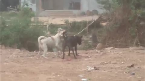 Amazing Dog Fighting for Help other Dog on street compilation