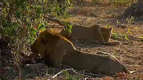 Safari amazing videos