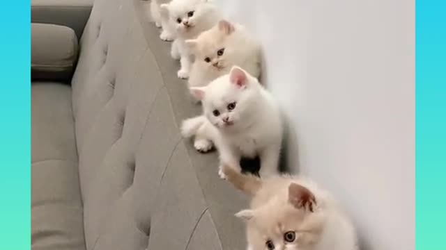 Cute and funny cat