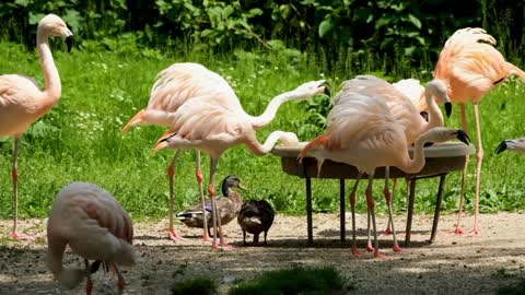 Flamingo Amazing Videos | Paramanya123