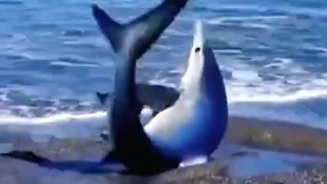 28 Sea creatures🦀🦞🦑 Sad Help #SHORTS