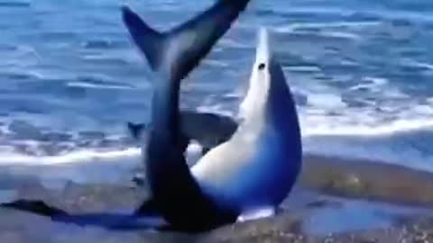 28 Sea creatures🦀🦞🦑 Sad Help #SHORTS