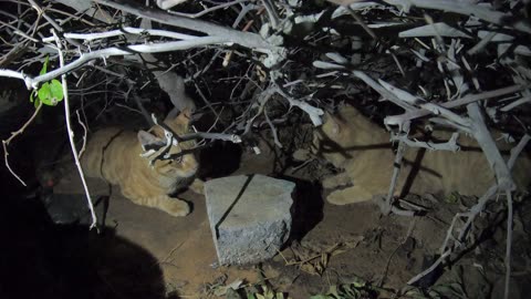 CHRIS MARTIN & ED SHEERAN - Homeless cats in Ras Al Khaimah, UAE #cat #cats #EdSheeran #ChrisMartin