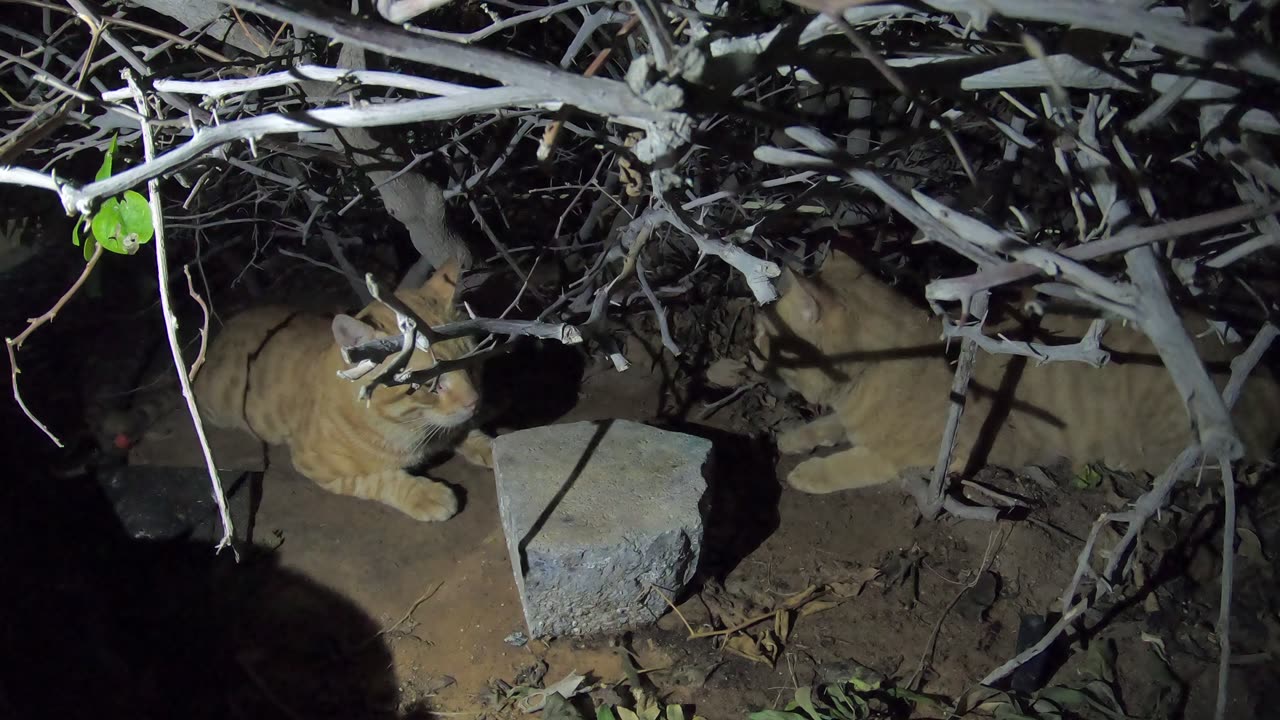 CHRIS MARTIN & ED SHEERAN - Homeless cats in Ras Al Khaimah, UAE #cat #cats #EdSheeran #ChrisMartin