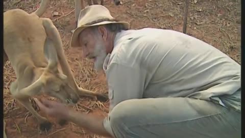 Kangaroo Boxing Fight with Human| Life Story |