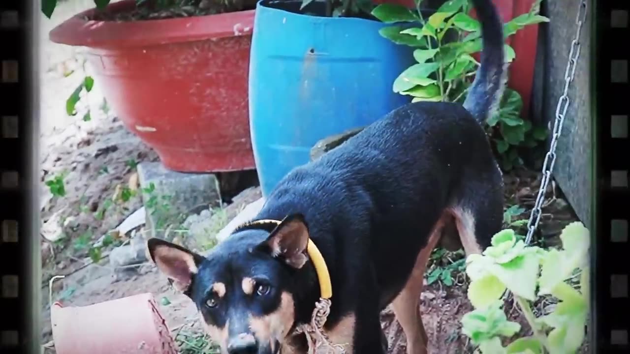 How dogs react when seeing strangers_#barking #running #viral_video #dogs #funnymemes