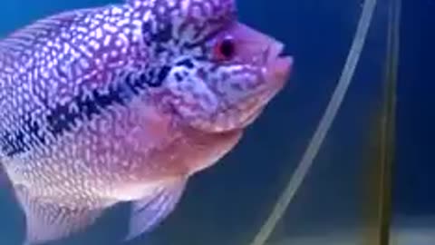 Lou han fish (flowerhorn) 30