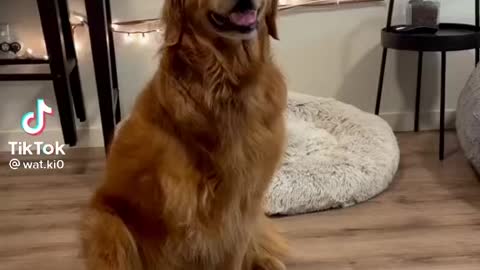 Lovely dogs hugging