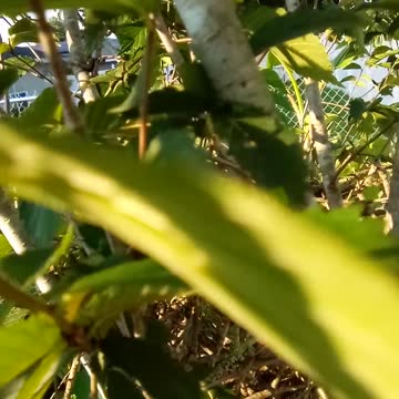 Spying a nest in a Chickasaw Plum Part 2