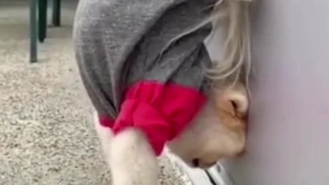 Silly doggy does yoga headstand