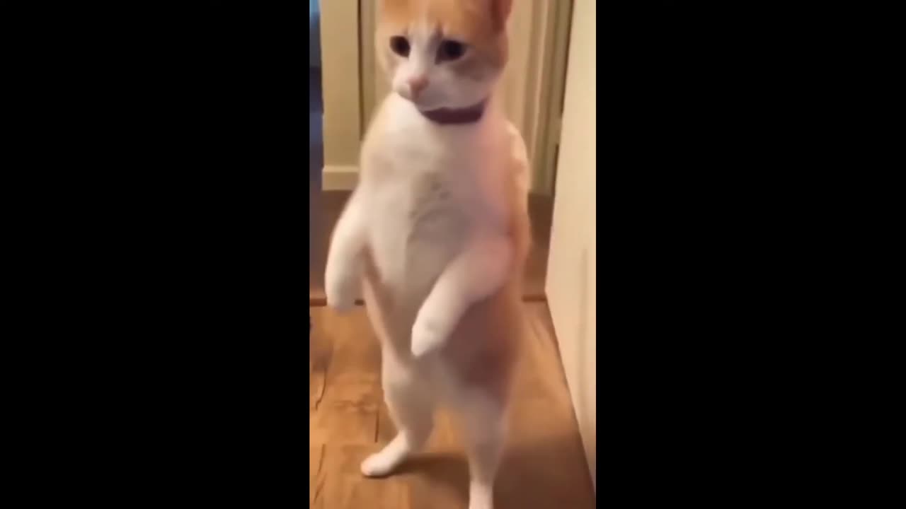 "Hilarious Showdown: Cats vs Dogs - You Won't Believe What Happens Next!"