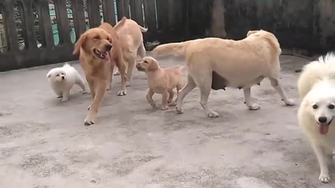 Golden retriever & lab & Spitz---