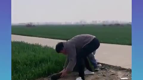 Dog training smart