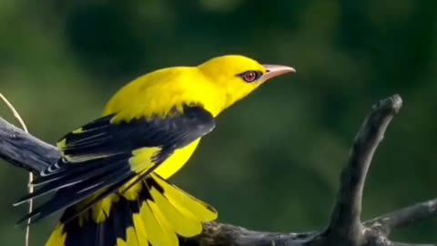 Wildlife's & Fun's