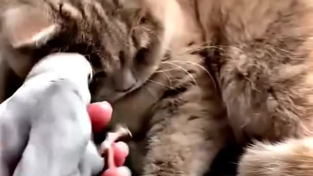 funny cat|| sweet cat || cat and Bird love || cat ||