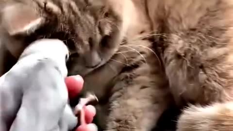funny cat|| sweet cat || cat and Bird love || cat ||