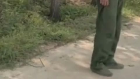 Funny Dog Training