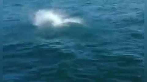 Tubarão de 2 metros pula em barco e causa pânico