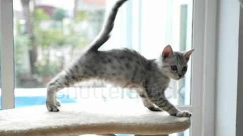 Gato miando