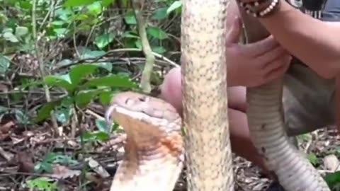 Dog vs snake