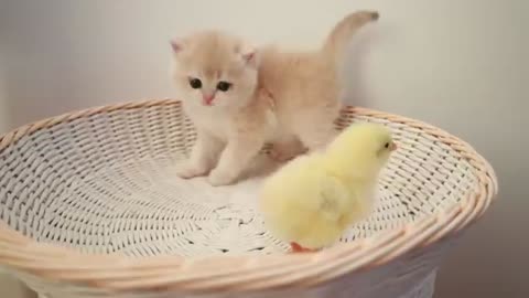 Kitten walks with a tiny chic