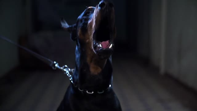 animal doberman dog barking pet looking danger nature strong dark horror videos