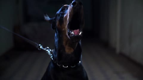 animal doberman dog barking pet looking danger nature strong dark horror videos