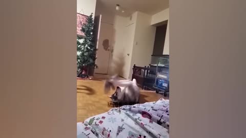 Clumsy Cats