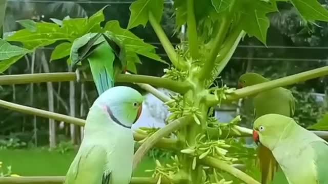 Tia is the city of birds