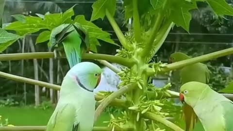 Tia is the city of birds