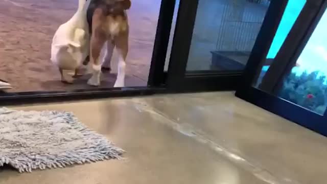 Perros y Pato Grandes Amigos🐶🦆🦧