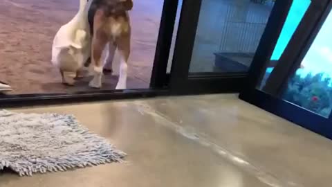 Perros y Pato Grandes Amigos🐶🦆🦧