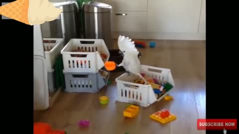 2021 Best bird compilation fun birds 2021