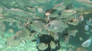 Turkey Diving