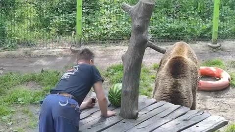 big brown bear
