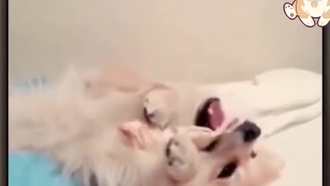 Who fart raises his paw / funny dog videos try not to cry with laughter