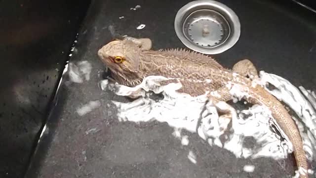 Izzy The Dragon