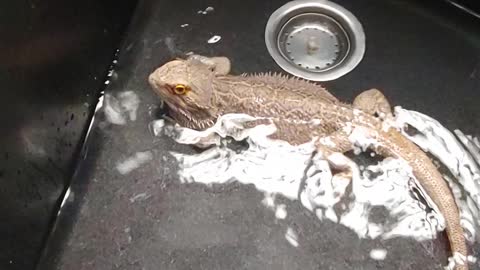 Izzy The Dragon