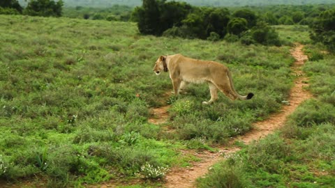 Couple of lions resting to prepare to hunt