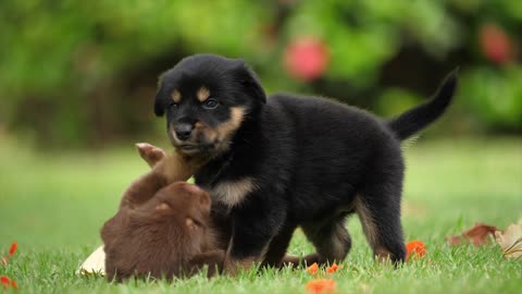 They watched German puppies while she was playing