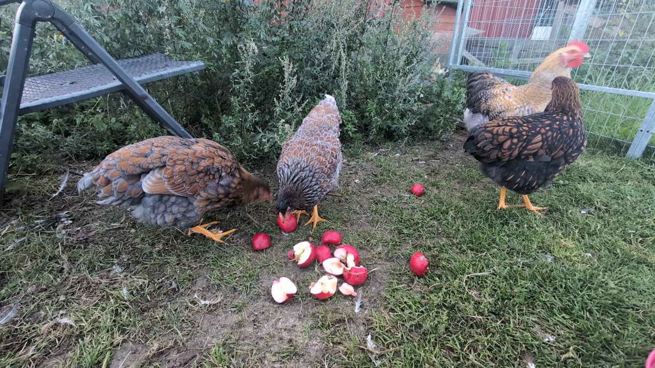 An apple the day keeps the doctor away