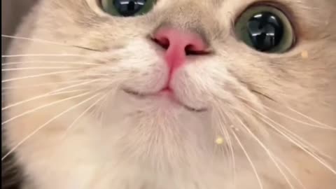 A cat amazing of funny wow moments😮💝