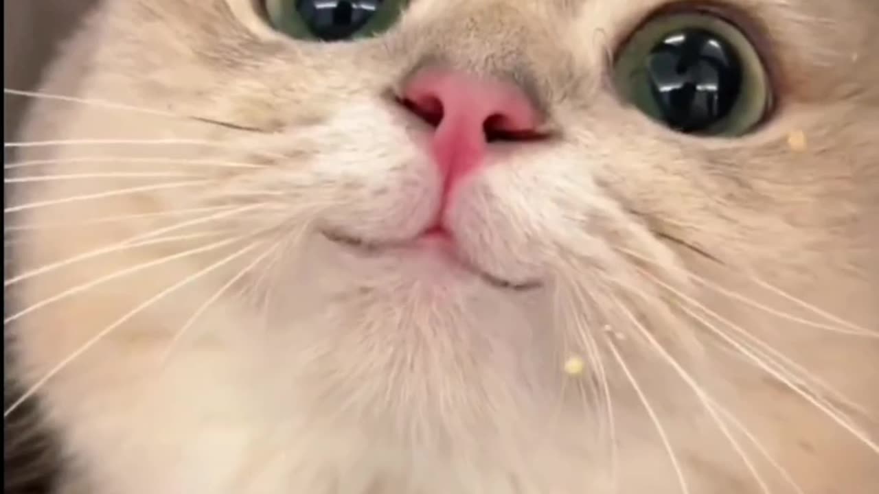 A cat amazing of funny wow moments😮💝