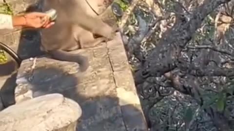 clever monkey