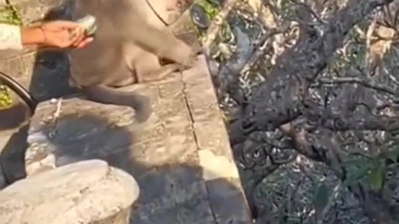 clever monkey