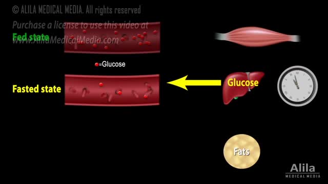 Intermittent Fasting - How it works*** Animation