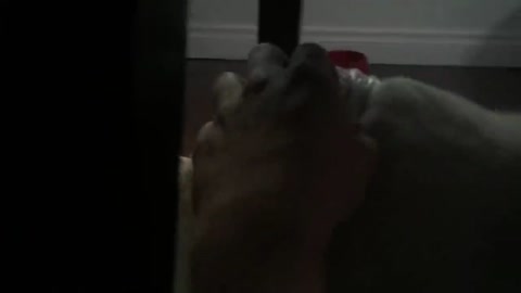 'get in the bag' cat instantly regrets getting in the bag