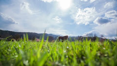 Green and blue sky nature with two horse