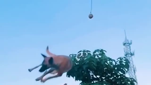 Dogs that fly-malinoise &alsatian dog show their jumping agility