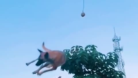 Dogs that fly-malinoise &alsatian dog show their jumping agility